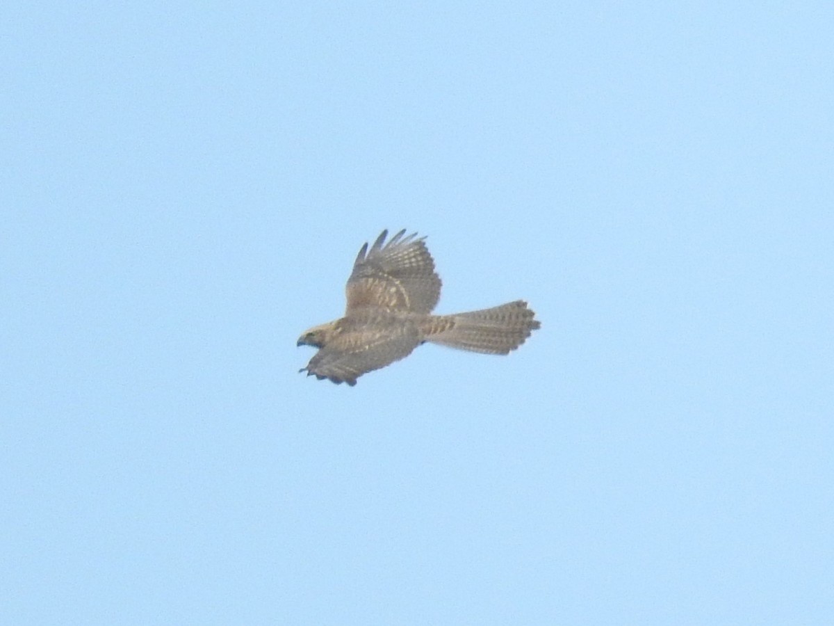 Brown Goshawk - ML613634372