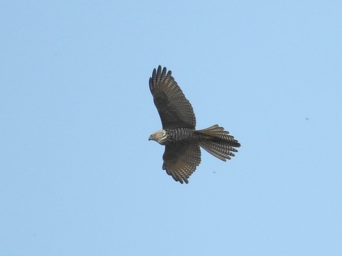 Brown Goshawk - ML613634374