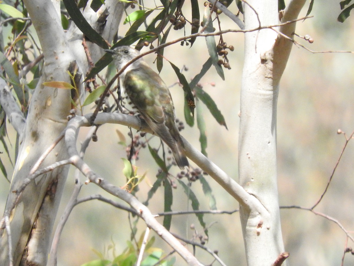 Shining Bronze-Cuckoo - ML613634402