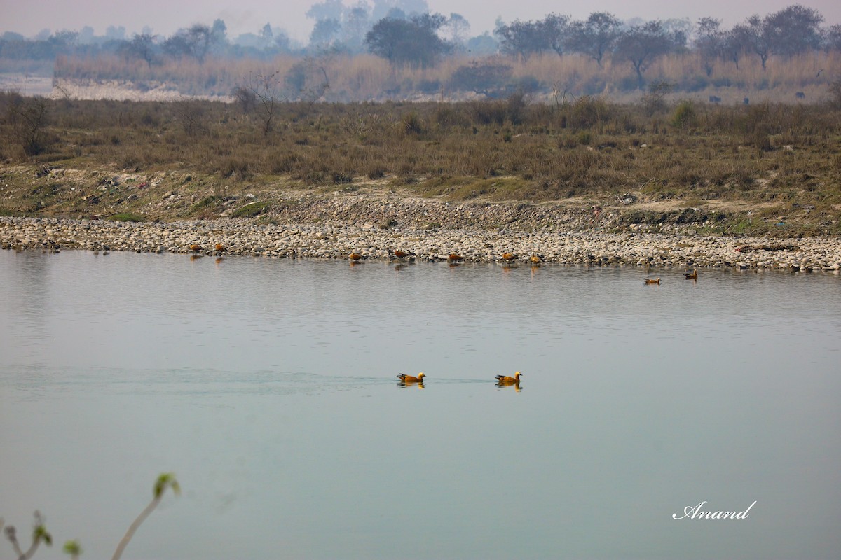 Ruddy Shelduck - Anand Singh