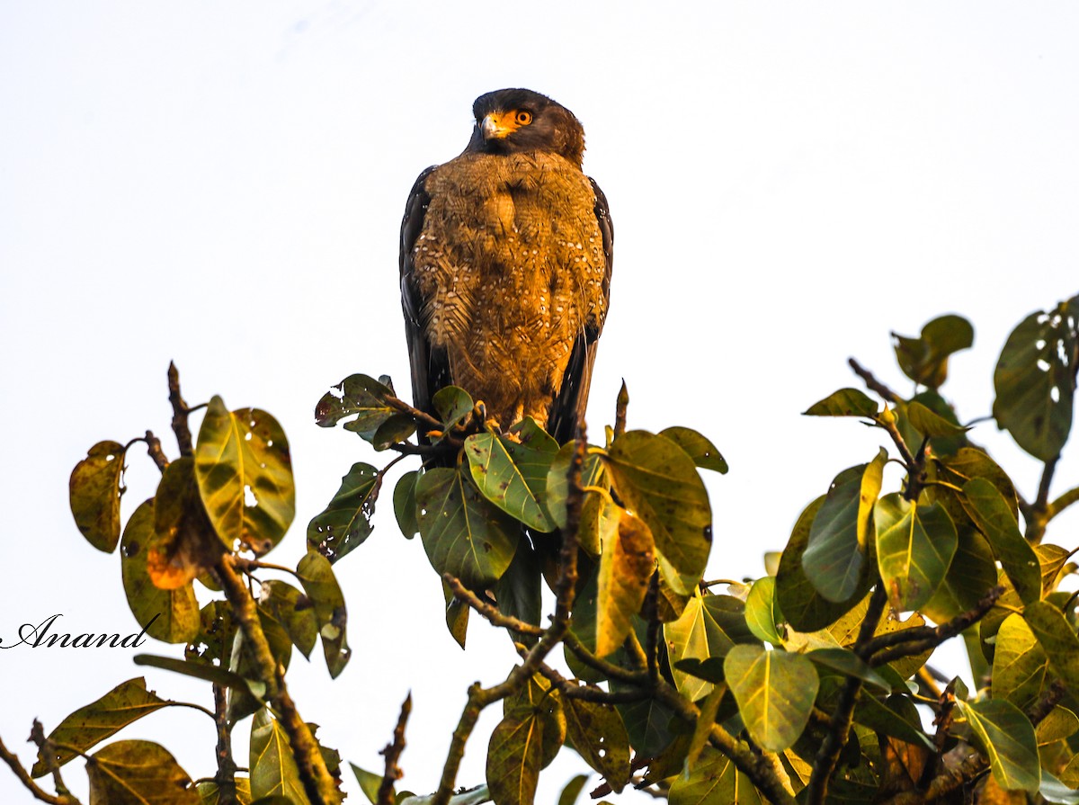 Crested Serpent-Eagle - ML613634544