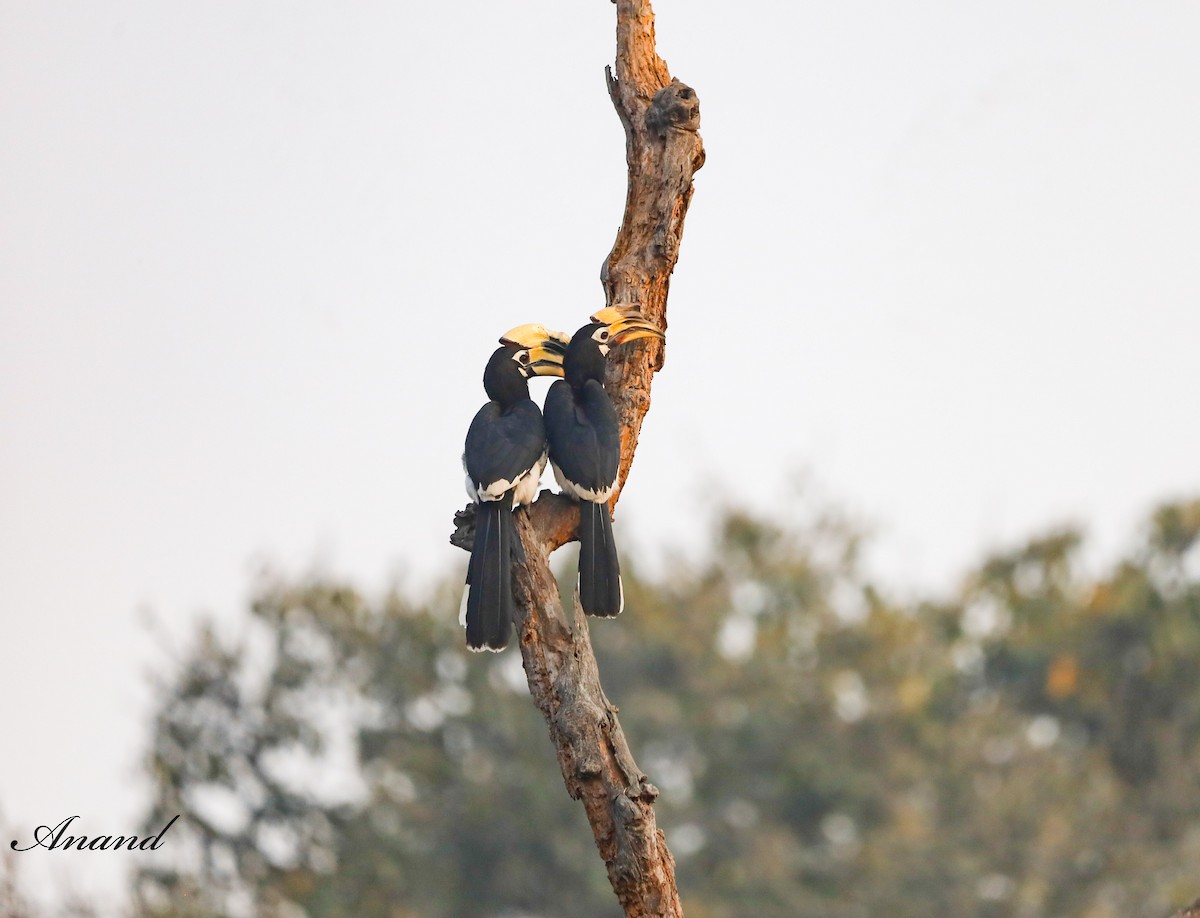 Oriental Pied-Hornbill - ML613634551