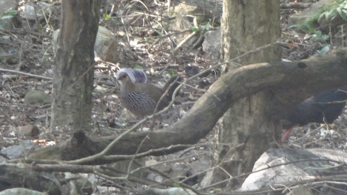 Gray Junglefowl - ML613634560