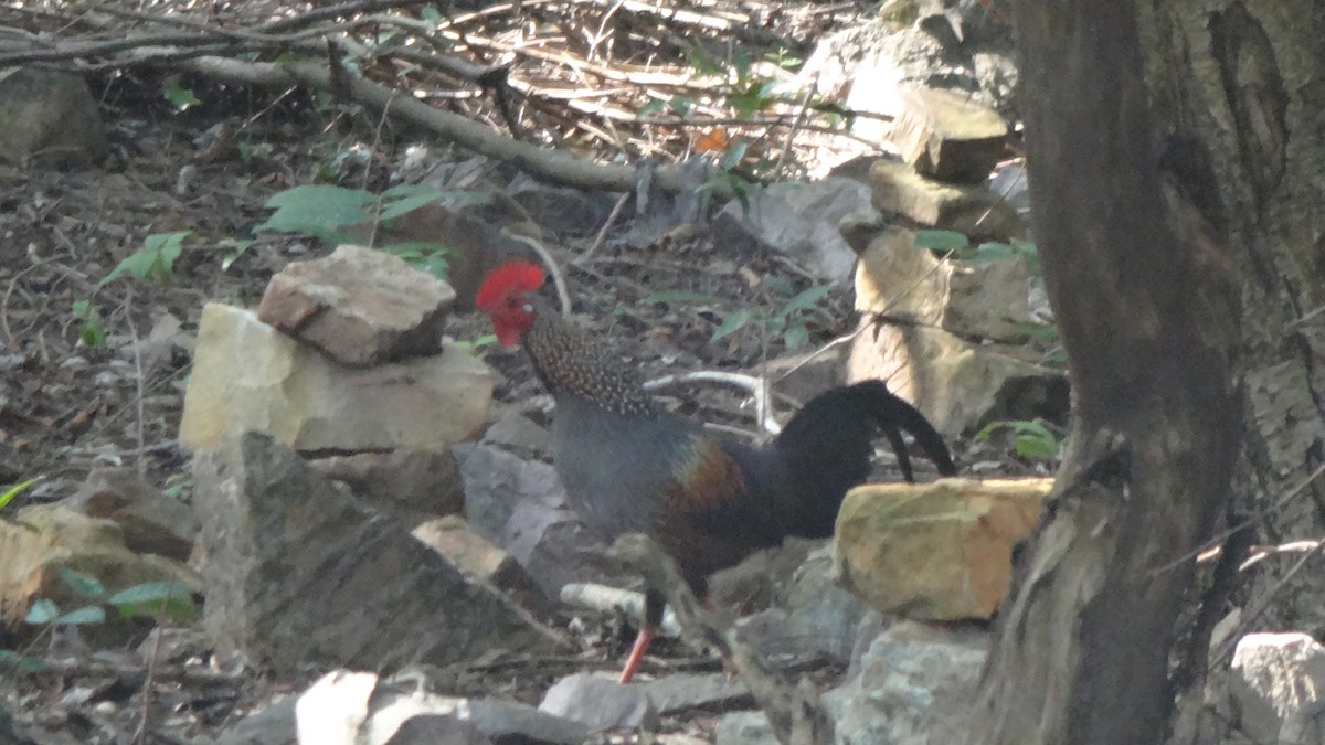 Gray Junglefowl - ML613634561