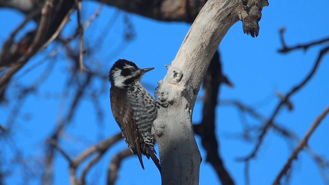 Arizona Woodpecker - ML613634562