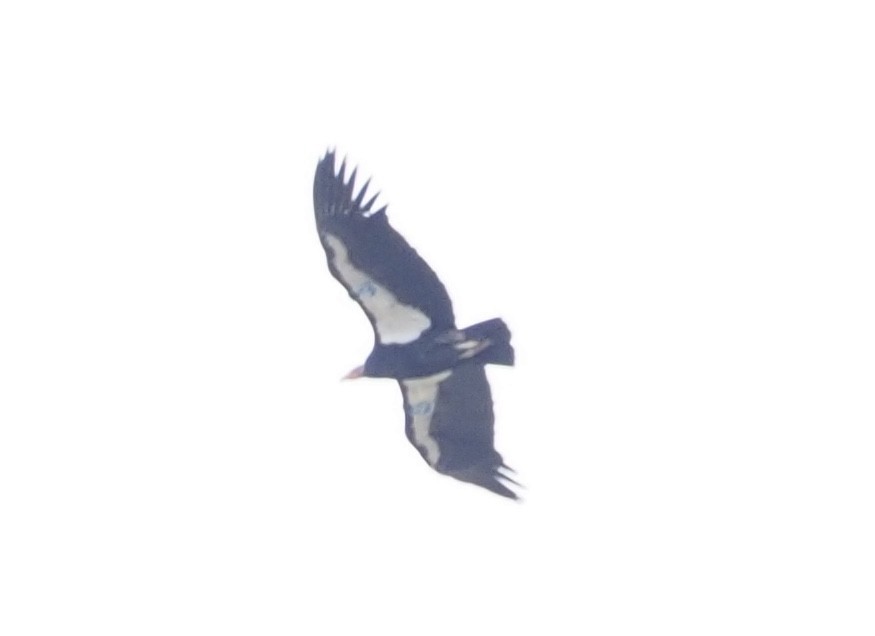 Condor de Californie - ML613634564