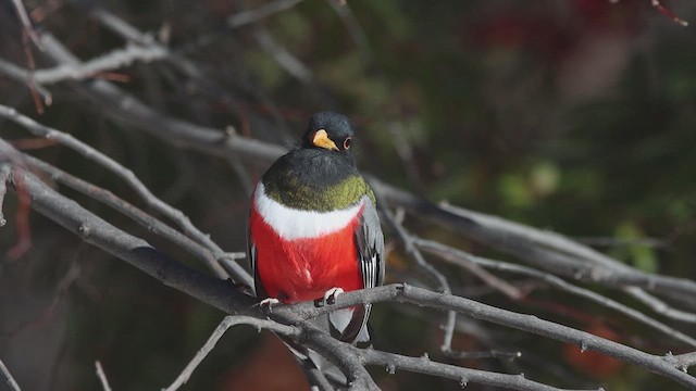 Elegant Trogon - ML613634568