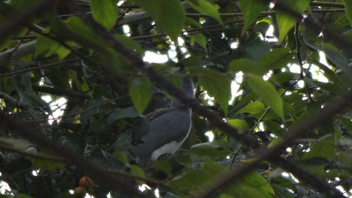 Indian Gray Hornbill - ML613634571