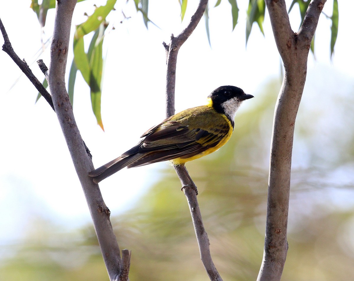 Golden Whistler (Western) - ML613634572