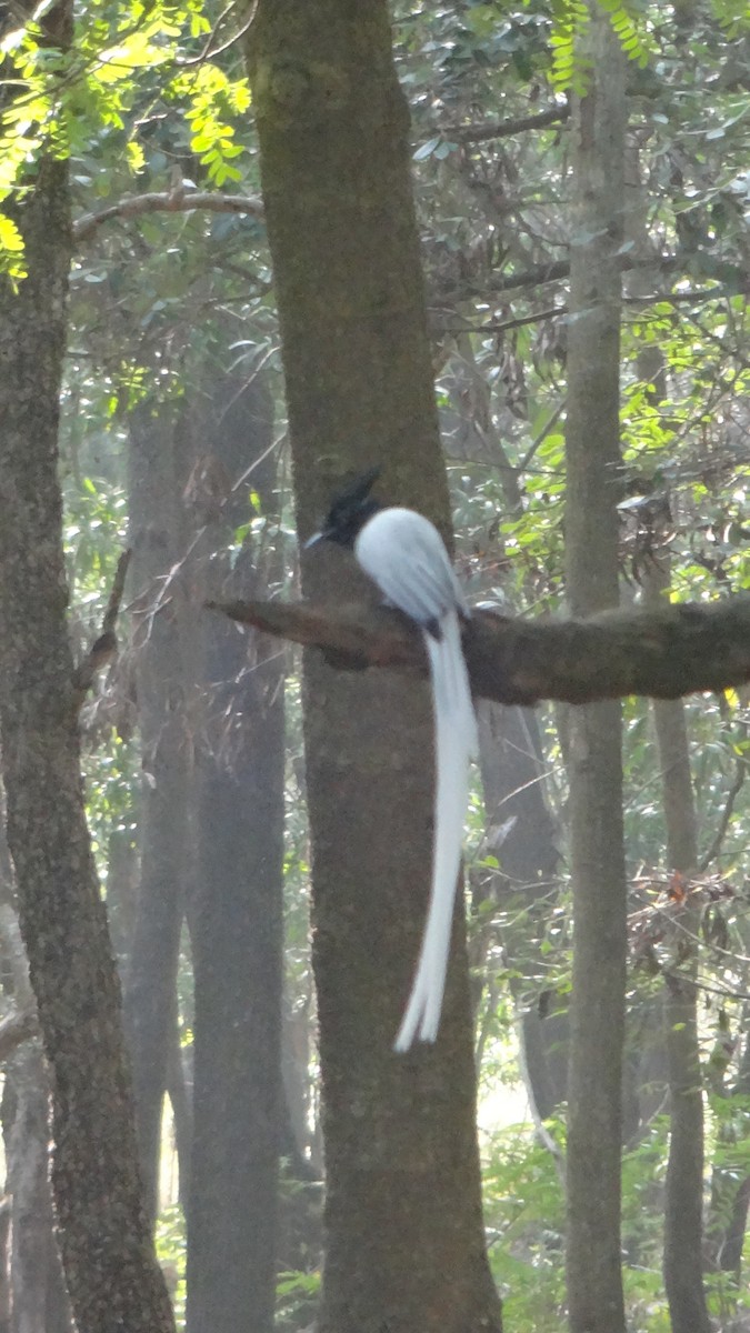 Indian Paradise-Flycatcher - ML613634573