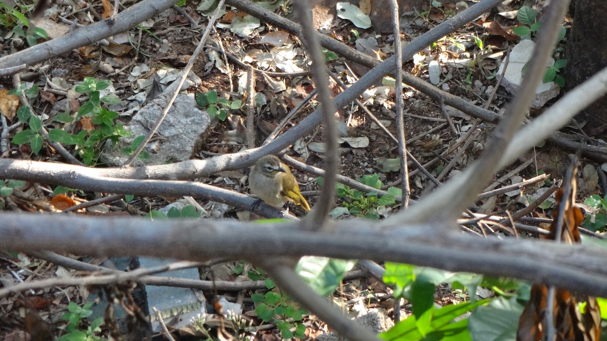 White-browed Bulbul - ML613634577