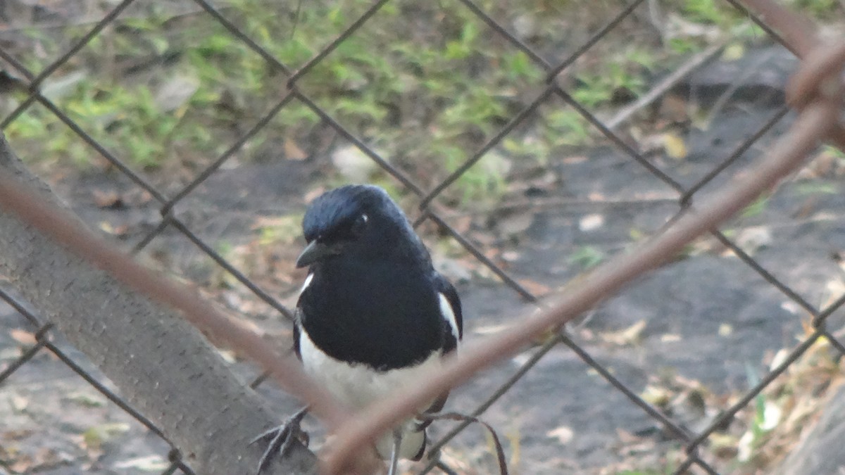 Oriental Magpie-Robin - ML613634581