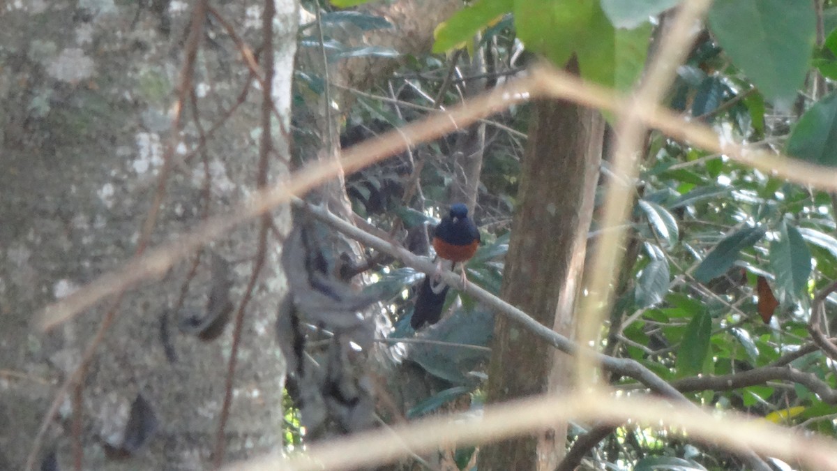 White-rumped Shama - ML613634582