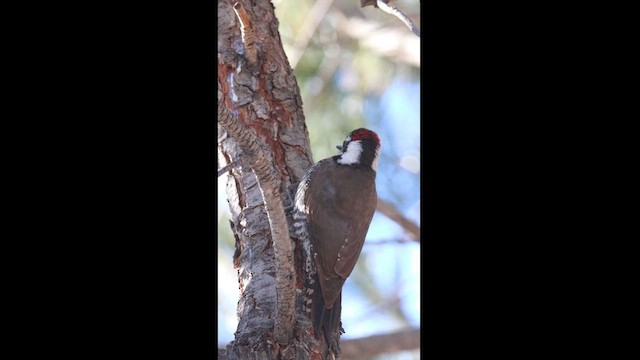 Arizona Woodpecker - ML613634585