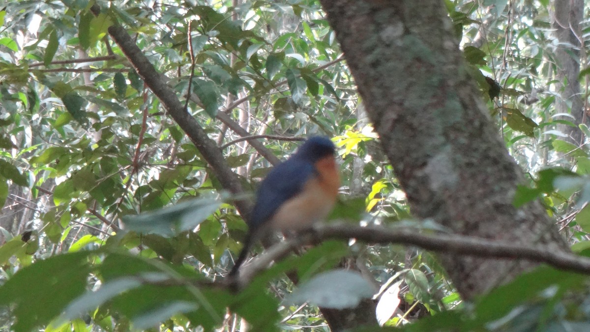Tickell's Blue Flycatcher - ML613634586