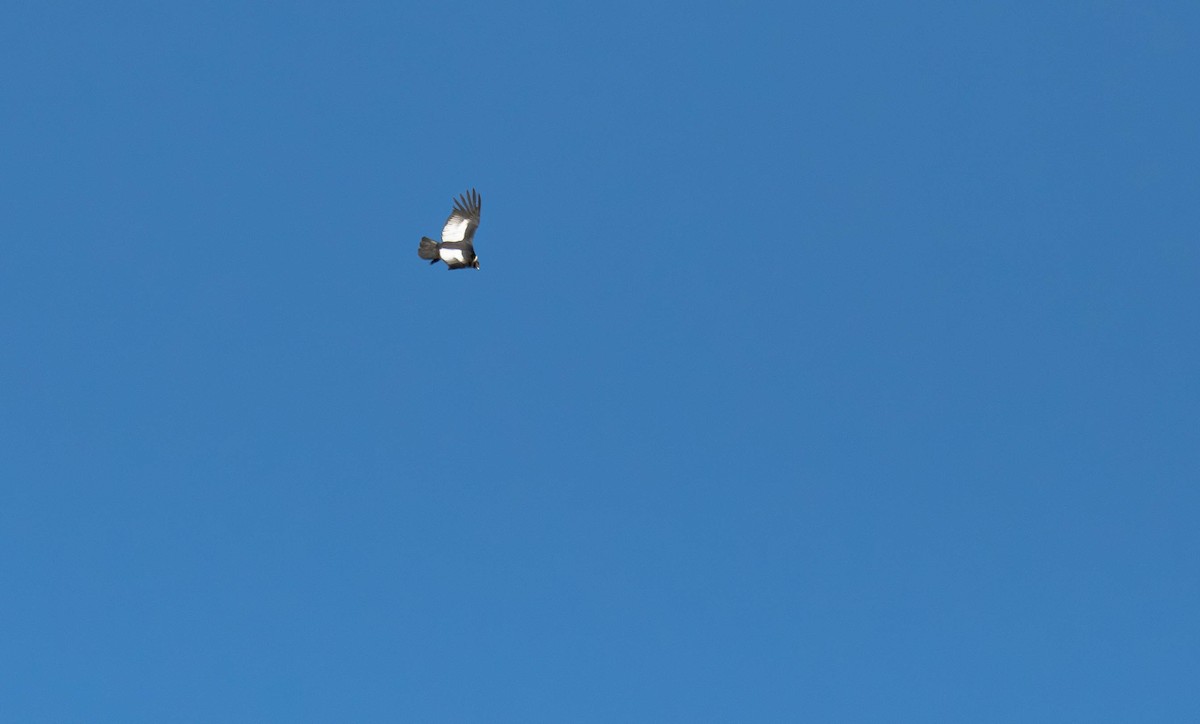 Andean Condor - David Tripp Jr