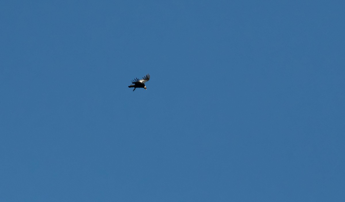 Andean Condor - David Tripp Jr