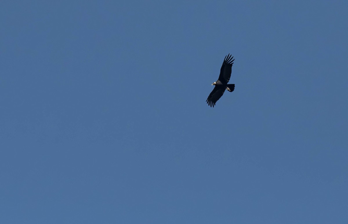 Andean Condor - David Tripp Jr