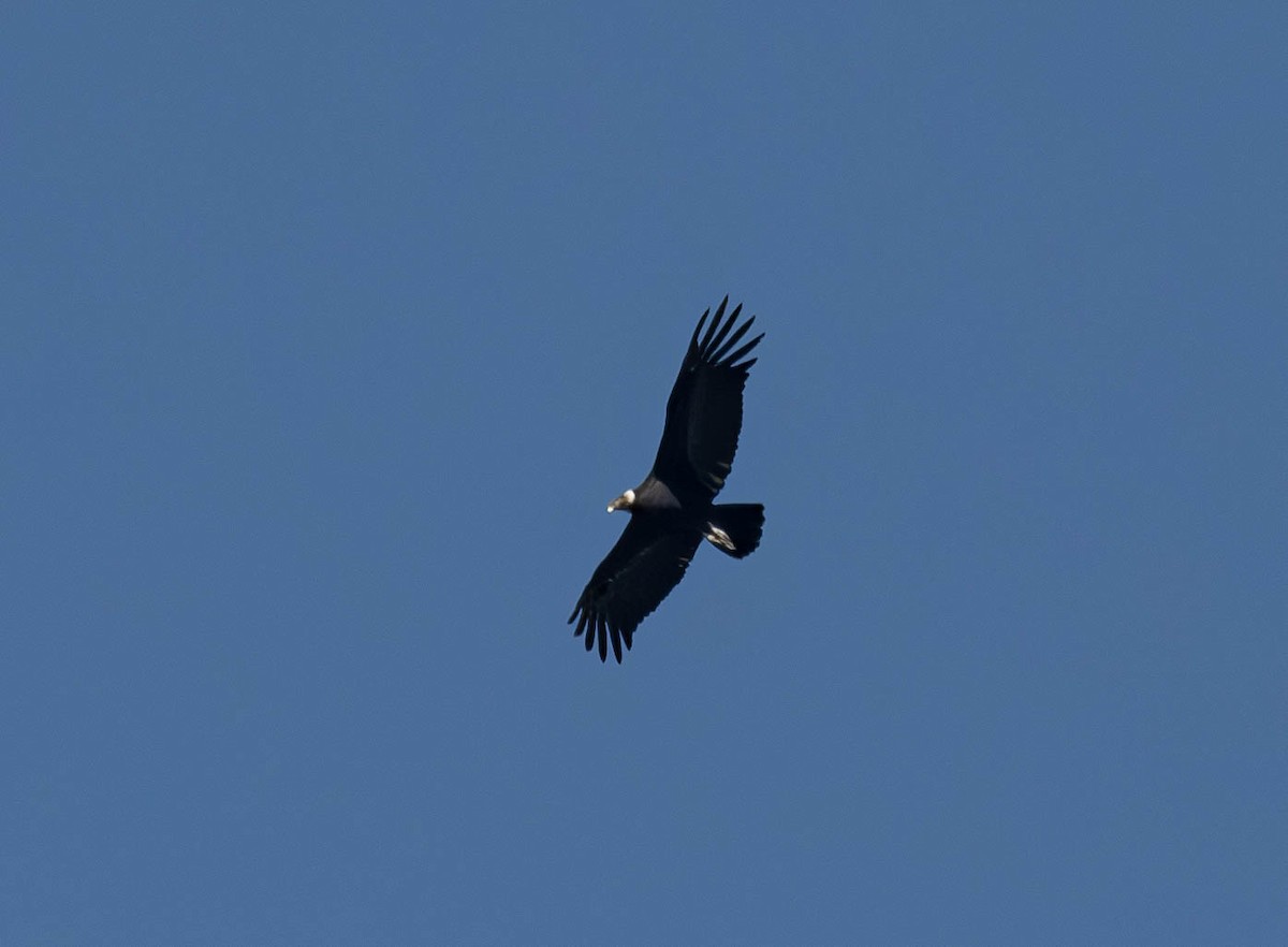 Andean Condor - David Tripp Jr