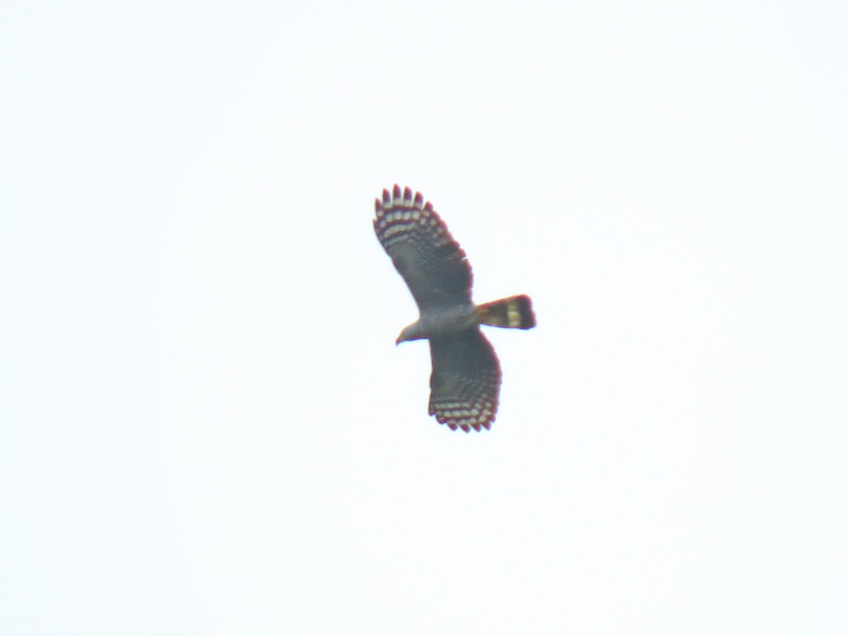 Hook-billed Kite - ML613634639