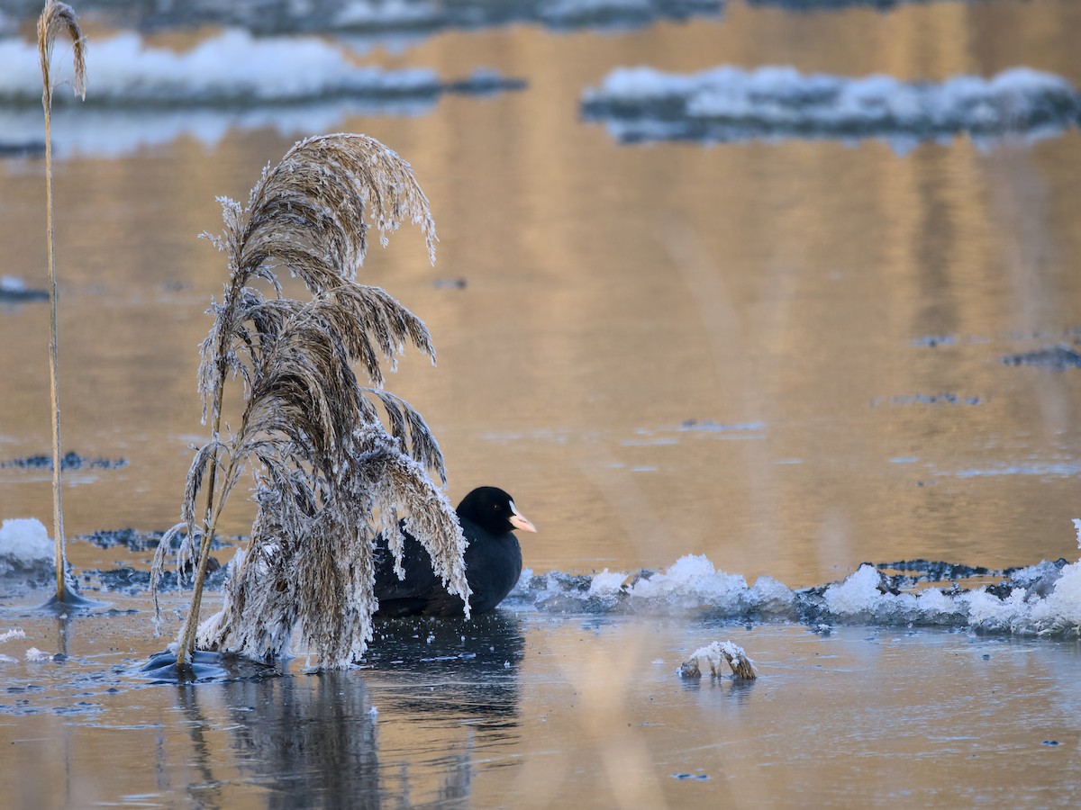 Eurasian Coot - ML613634823