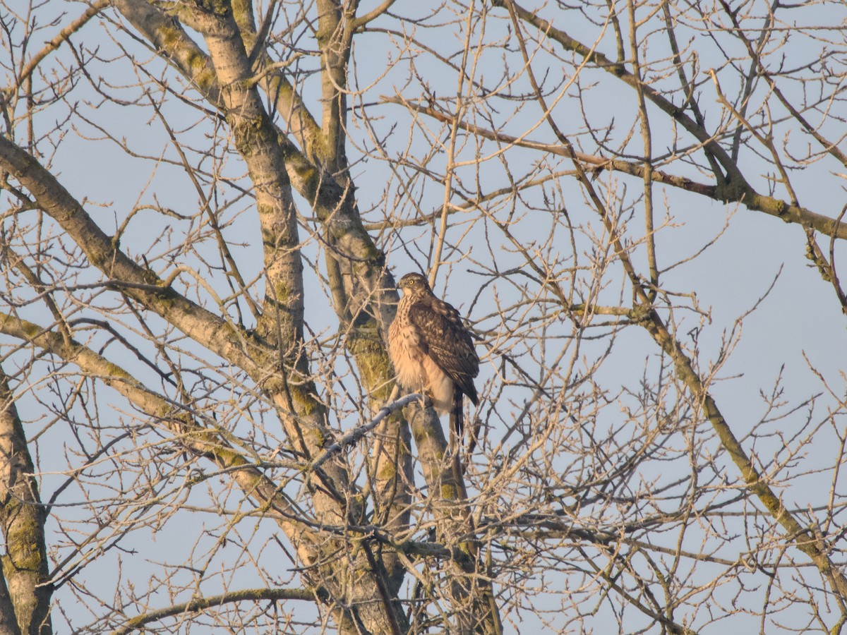 Common Buzzard - ML613634841