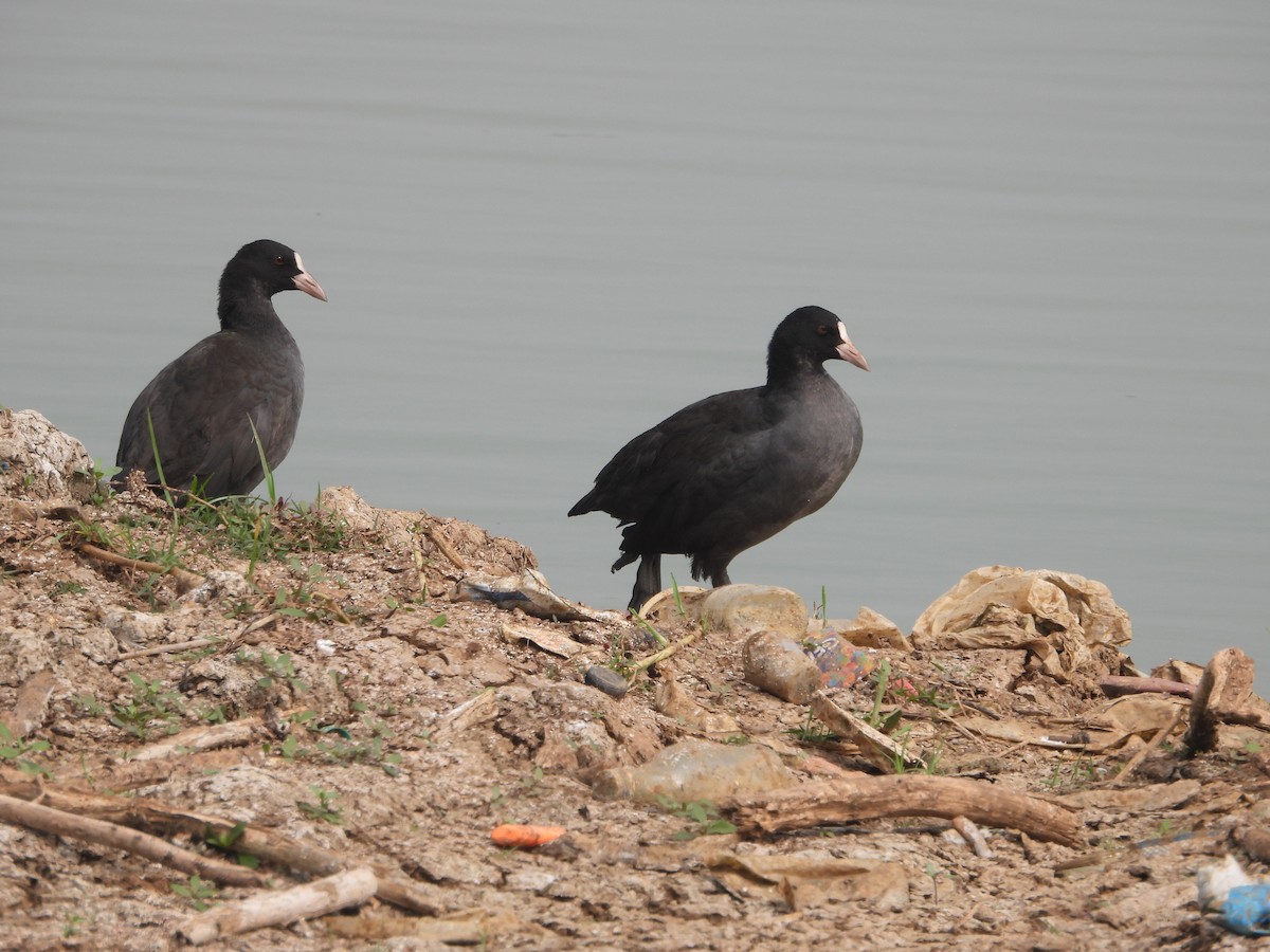 Eurasian Coot - ML613634902