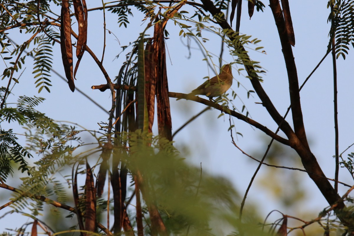 Mosquitero Común - ML613634922