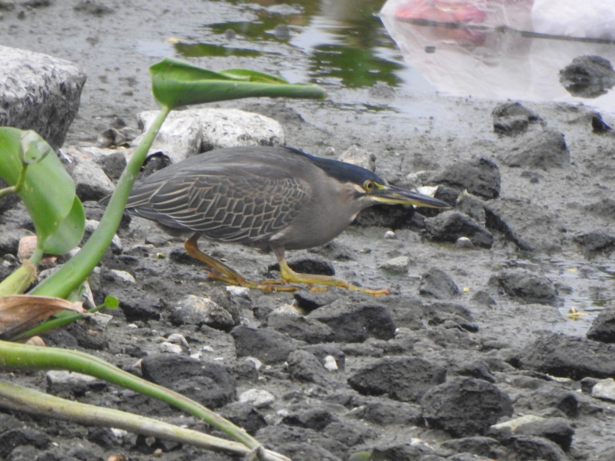 Striated Heron (Old World) - ML613634936