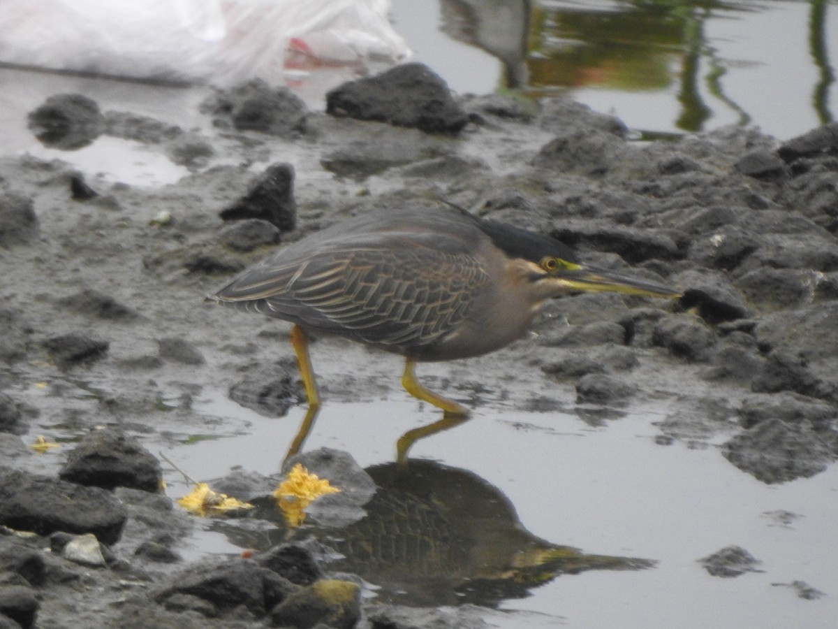 Striated Heron (Old World) - ML613634937
