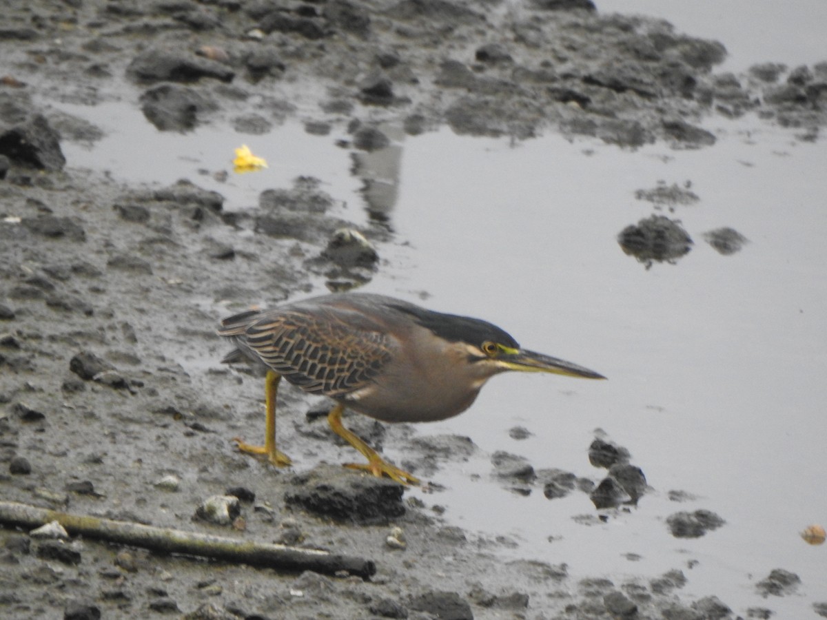 Striated Heron (Old World) - ML613634938