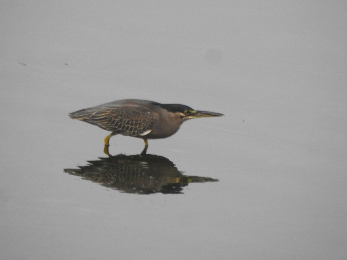 Striated Heron (Old World) - ML613634941