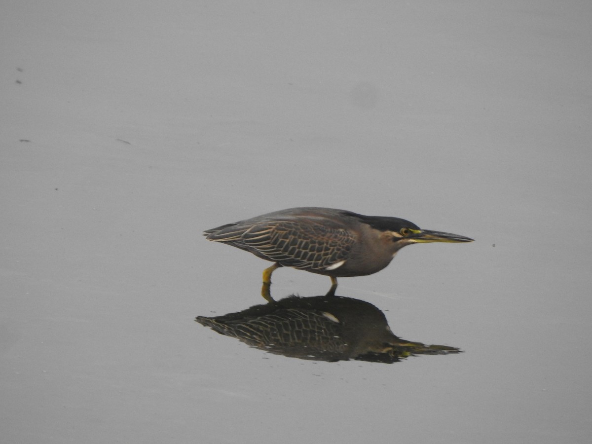 Striated Heron (Old World) - ML613634942