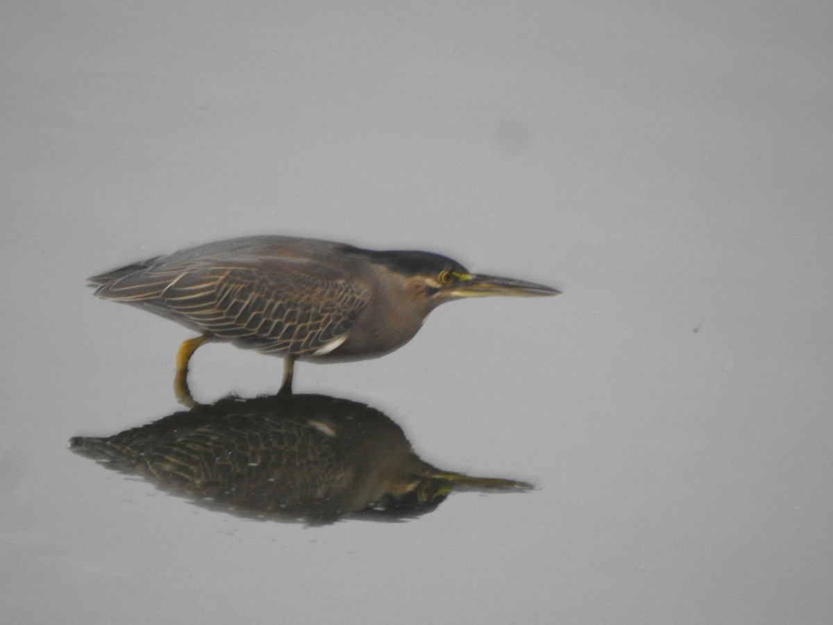 Striated Heron (Old World) - ML613634943