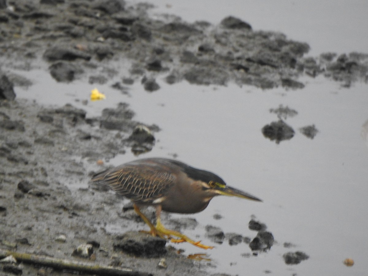 Striated Heron (Old World) - ML613634944