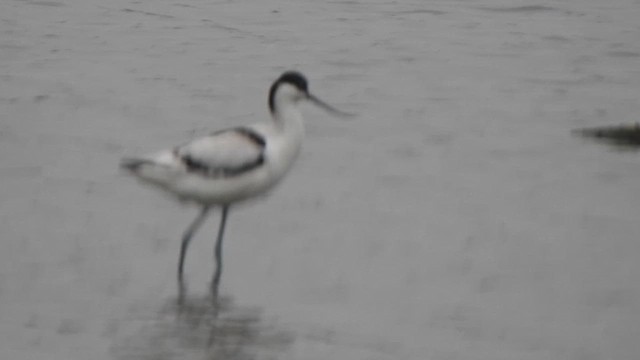 Avoceta Común - ML613634953