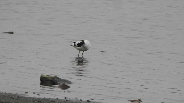 Pied Avocet - ML613634963