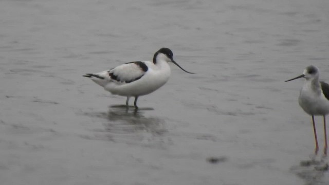 Pied Avocet - ML613634966