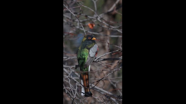 Elegant Trogon - ML613634968