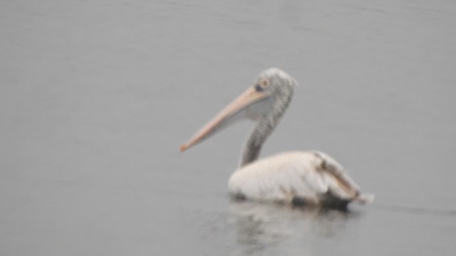 Spot-billed Pelican - ML613634980