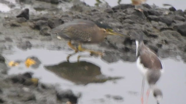 Striated Heron - ML613634989