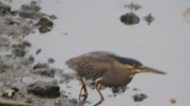 Striated Heron (Old World) - ML613634990