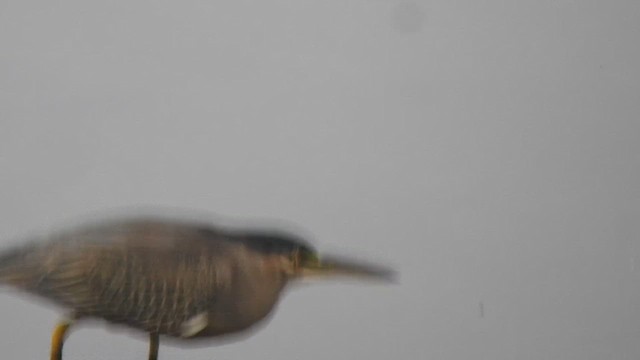 Striated Heron (Old World) - ML613634994