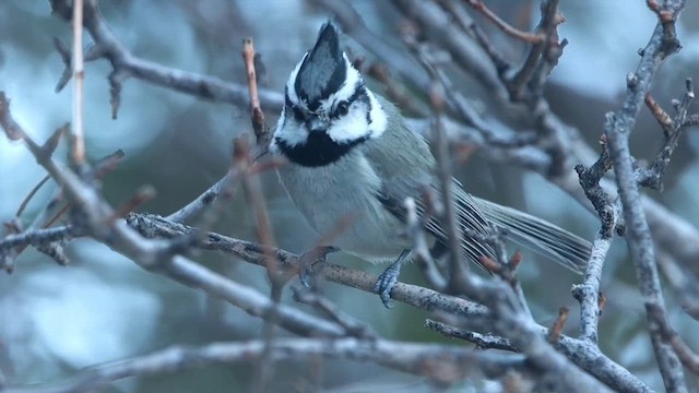 Bridled Titmouse - ML613635004