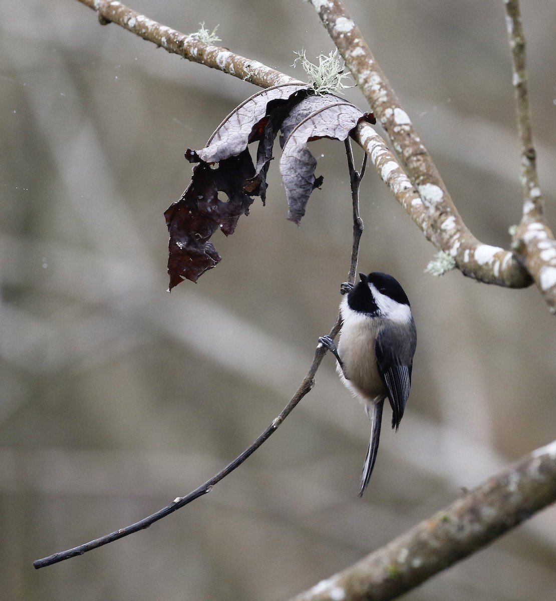 Black-capped Chickadee - Max Benningfield