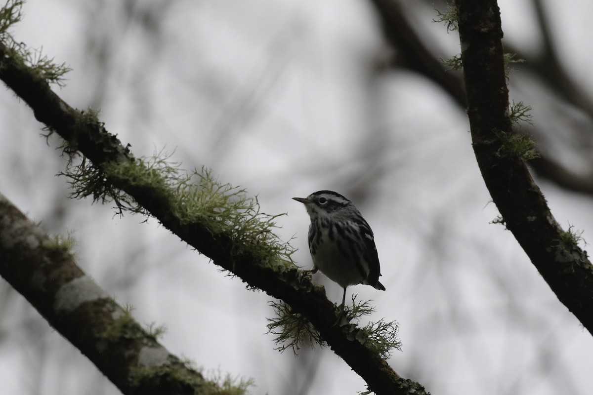 Black-and-white Warbler - Max Benningfield