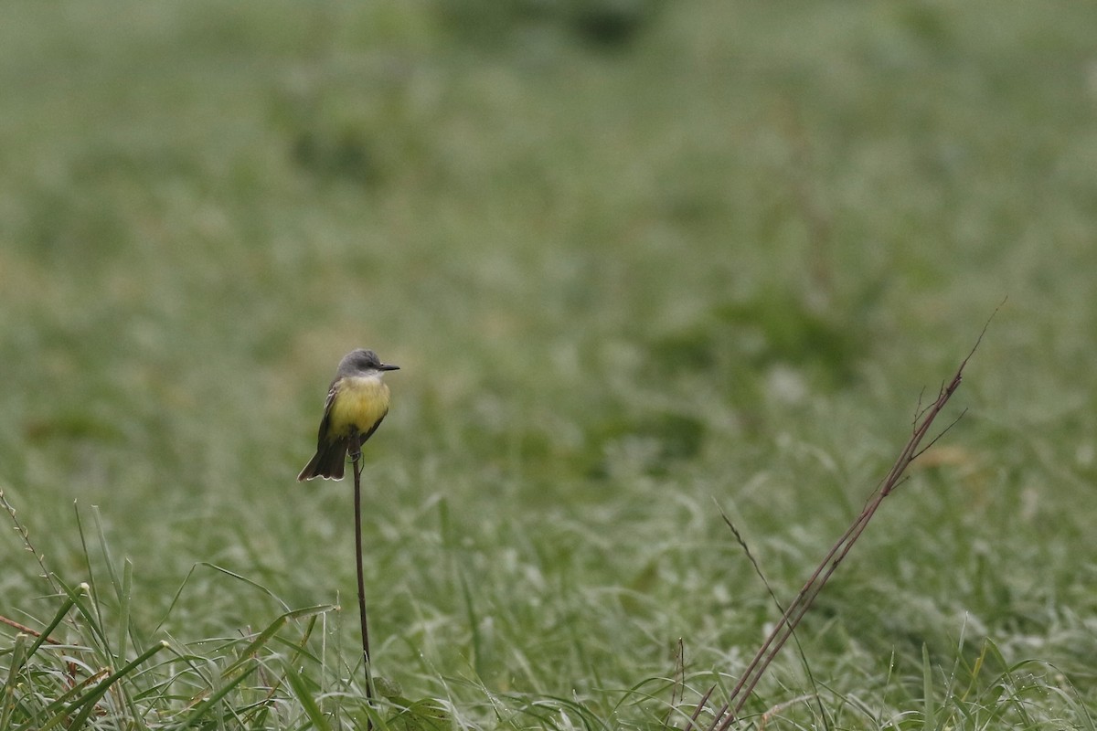 Tropical Kingbird - Max Benningfield