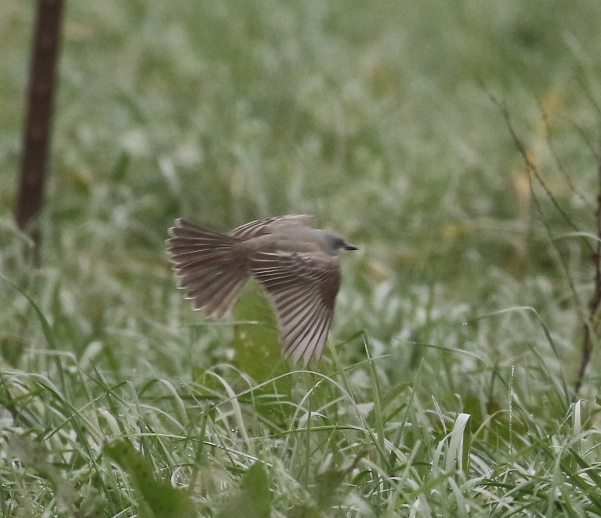 Tropical Kingbird - Max Benningfield