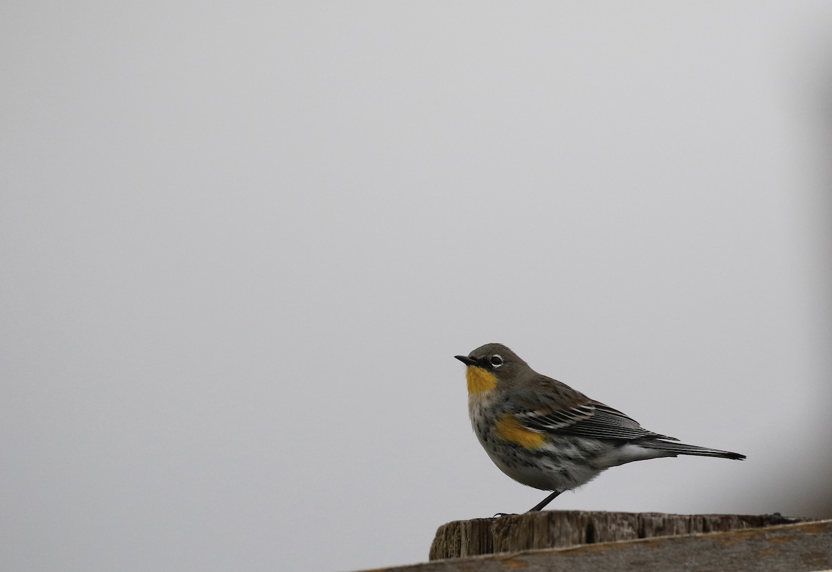 Yellow-rumped Warbler (Audubon's) - Max Benningfield