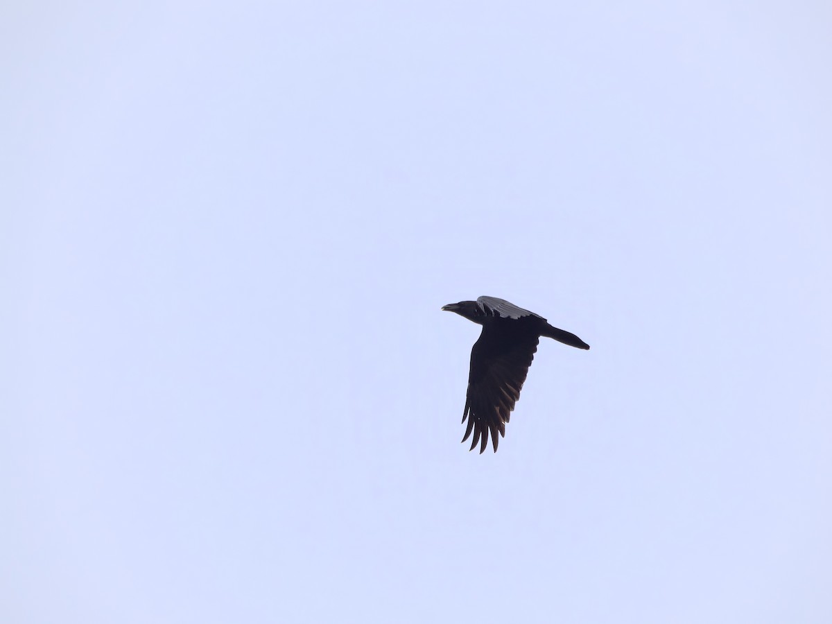 Common Raven - Mateusz G